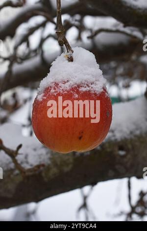 Der letzte Apfel auf dem Spalier im Schnee Stockfoto