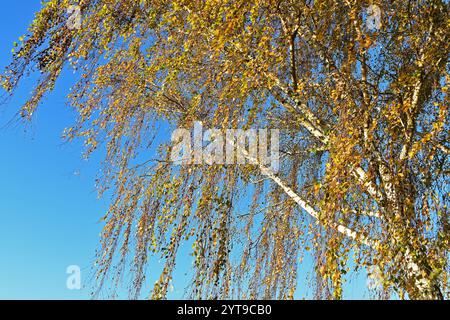 Silberbirke, Betula verrucosa, im Herbst Stockfoto