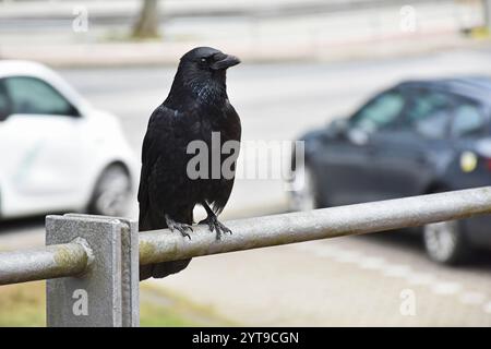 Tiere in der Stadt - Eine Krähe, Corvus Corone Corone, sitzt auf einem Geländer an einer belebten Straße Stockfoto