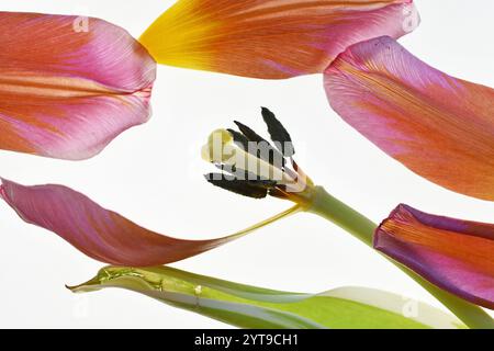 Verwelkte Tulpe mit gefallenen Blütenblättern auf weißem Hintergrund Stockfoto