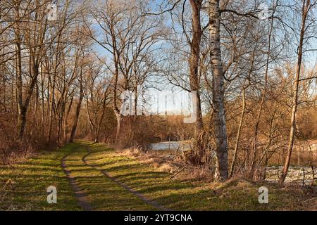 Machen Sie einen Spaziergang durch den Schwemmwald entlang der Isar, Moosburg, Oberbayern Stockfoto