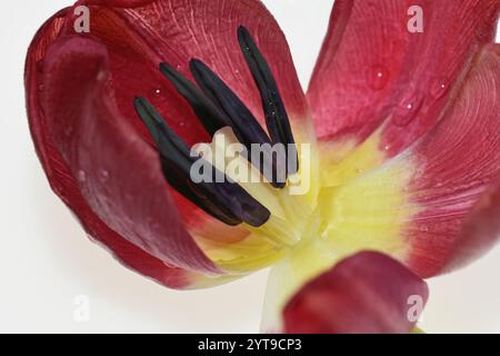 Staubblätter und Stempel einer verblassten Tulpe mit Tropfen Stockfoto