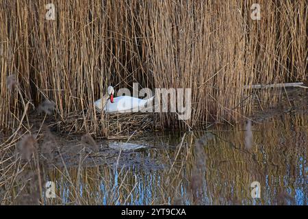 Ein stummer Schwan, Cygnus olor, baut sein Nest Stockfoto