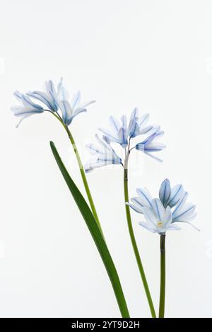 Sternhyazinthen auf weißem Hintergrund Stockfoto