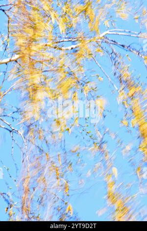 Natur abstrakt - die Zweige der Silberbirke, die im Wind weht Stockfoto