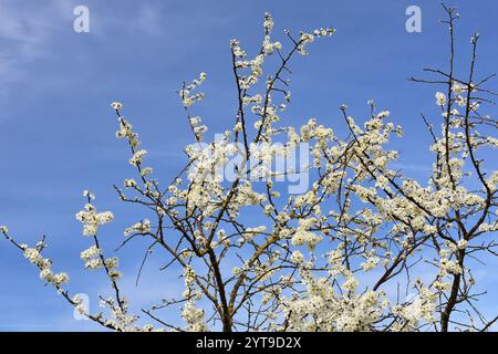 Blühender Schwarzdorn, Prunus spinosa, in einer Hecke Stockfoto