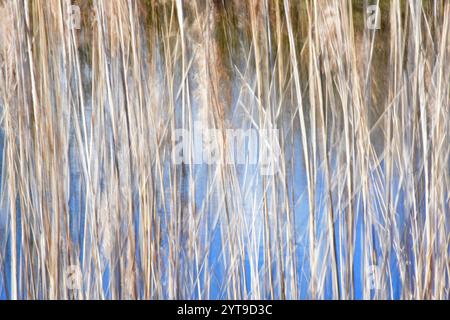 Abstrakte Natur - im Schilf Stockfoto