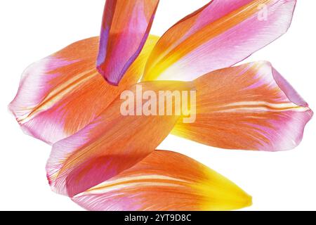 Gefallene Blütenblätter einer verblassten Tulpe auf weißem Hintergrund im Detail Stockfoto