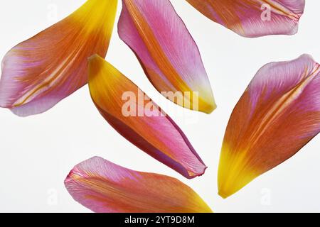 Gefallene Blütenblätter einer verblassten Tulpe auf weißem Hintergrund Stockfoto