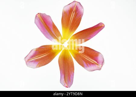 Gefallene Blütenblätter einer Tulpe, die als Blume auf weißem Hintergrund angeordnet ist Stockfoto