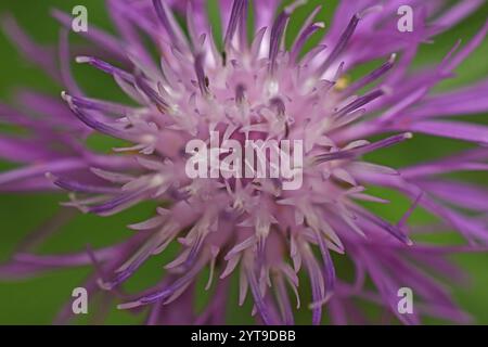 Natur abstrakt - Wiese Knapweed, Centaurea jacea, Draufsicht im Detail, Makro Stockfoto