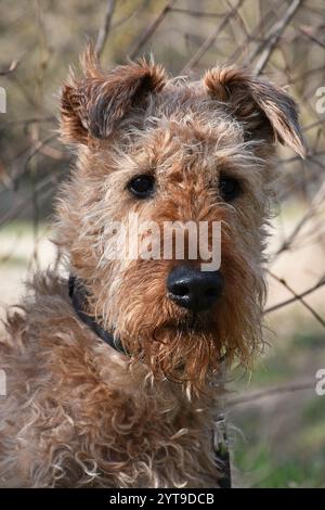 Irisches Terrier-Porträt Stockfoto