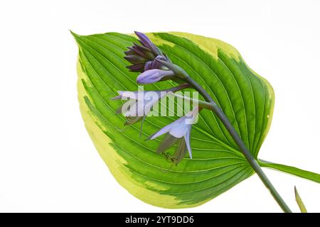 Blütenstand eines Funkias, Hosta, auf einem Blatt vor weißem Hintergrund Stockfoto