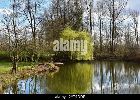 Blühende Trauerweide an einem Teich im Ampertal, Moosburg an der Isar, Oberbayern Stockfoto