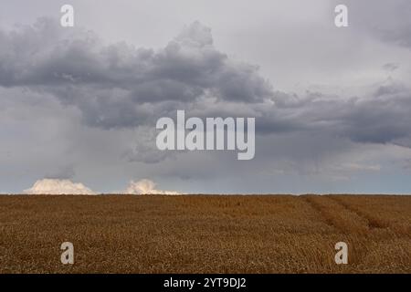 Bedrohliche graue Wolken über einem Weizenfeld, bereit für die Ernte Stockfoto