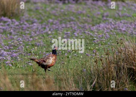 Fasan (Phasianus colchicus) auf den Salzwiesen von Juist, Ostfriesische Inseln, Deutschland. Stockfoto