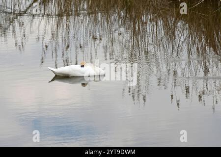 Ein schlafender stummer Schwan, Cygnus olor, auf dem Ochsenbogensee der Amper Stockfoto