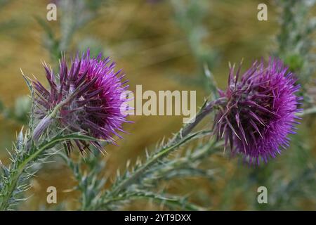 Blütenstände der nickenden Distel Carduus nutans Stockfoto