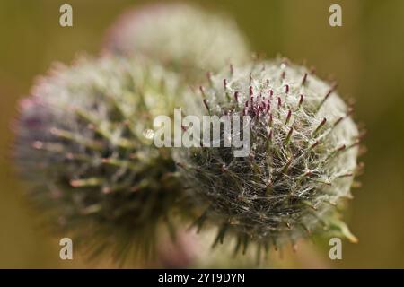 Bud der Filzklette, Arctium tomentosum, Makro Stockfoto