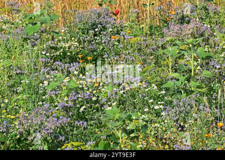 Biodiversität in einem Blumenstreifen Stockfoto