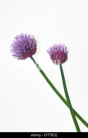 Zwei Schnittlauchblumen, Allium schoenoprasum, auf weißem Hintergrund Stockfoto