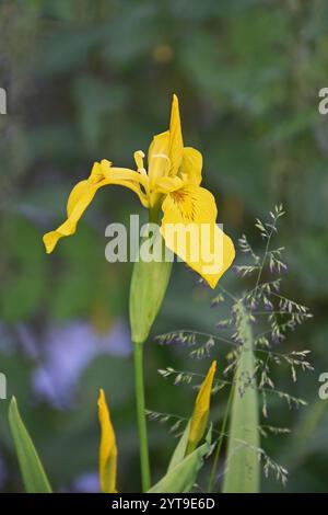 Sumpf-Iris, Iris pseudacorus, an einem Bach im Schwemmwald Stockfoto