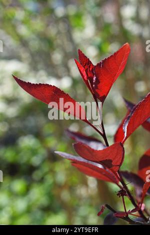 Blätter einer Blutpflaume Prunus cerasifera - Nigra, hinterleuchtet Stockfoto
