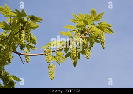 Die Blüten des Platanen Acer pseudoplatanus Stockfoto