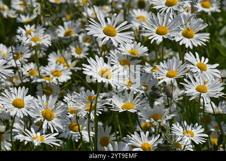 Gänseblümchen sind dicht beieinander Stockfoto