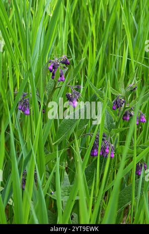 Gemeiner Beinwell, Symphytum officinale, im hohen Gras Stockfoto