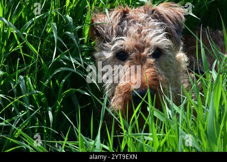 Ein irischer Terrier auf dem Land Stockfoto