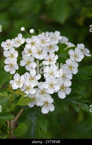 Die Blüten des einzelnen Weißdorns Crataegus monogyna Stockfoto