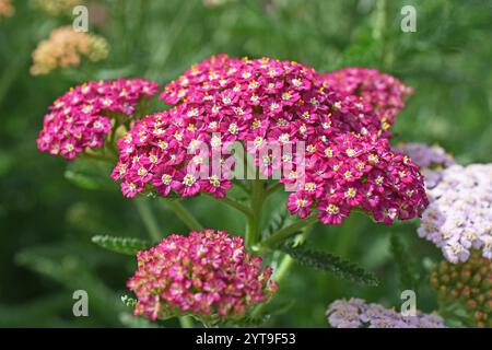 Rot blühende Schafgarbe, Achillea, im Blumenbeet Stockfoto