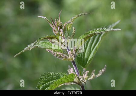 Große Brennnessel, Urtica dioica, im Detail Stockfoto