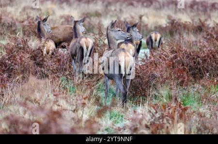 Eine Herde von Rotwild (Cervus elaphus) steht im späten Herbst bis zum frühen Winter im Richmond Park, London, im Südosten Englands Stockfoto