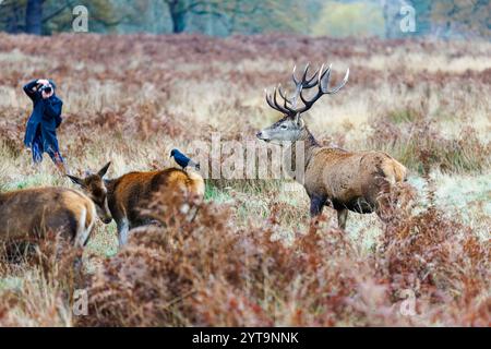 Ein Fotograf fotografiert einen Hirsch (Cervus elaphus) mit großen Geweihen in Richmond Park, London, Südosten Englands in der Wintersaison Stockfoto