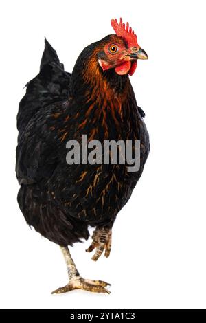 Schwarzes Huhn isoliert auf weißem Hintergrund Stockfoto