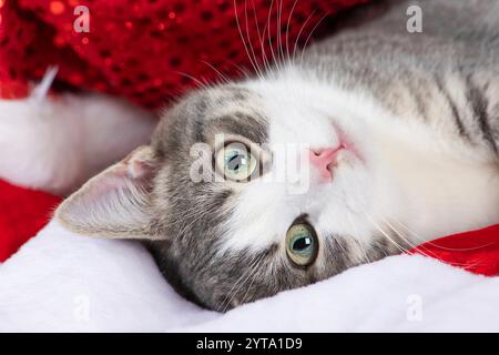 Tabby Kätzchen mit Weihnachtsmütze Stockfoto