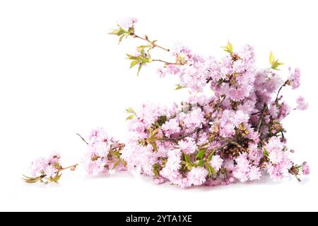 Kirschblüte Zweig Stockfoto