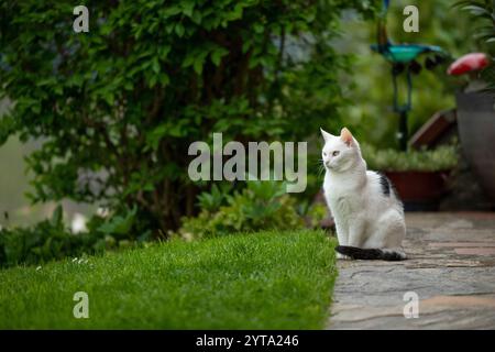 Schwarz-weiße Katze auf der Terrasse Stockfoto