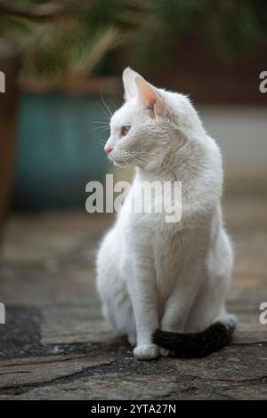 Schwarz-weiße Katze auf der Terrasse Stockfoto