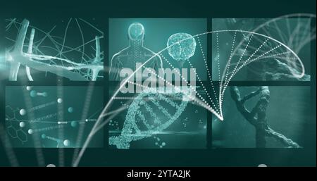DNA-Strang und neuronales Netzwerk über das medizinische Bild des menschlichen Gehirns und Körpers Stockfoto