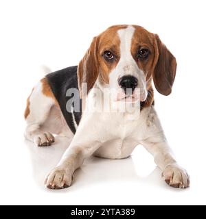 Beagle isoliert auf weißem Hintergrund Stockfoto