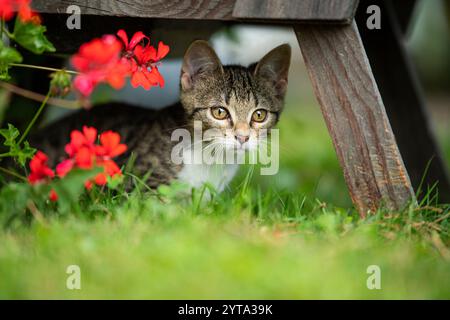 Junge Kätzchen im Garten Stockfoto