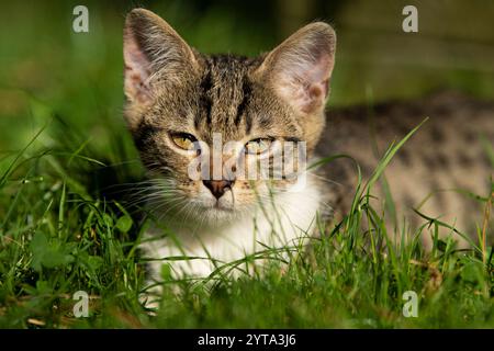 Junge Kätzchen im Garten Stockfoto