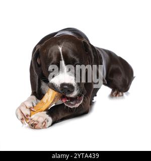 Der Hund isst einen Knochen Stockfoto