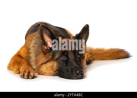 Deutscher Schäferhund Stockfoto