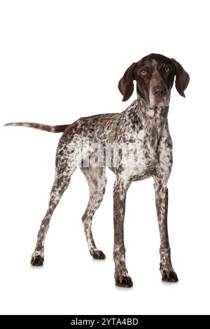 Deutsch Kurzhaar Stockfoto