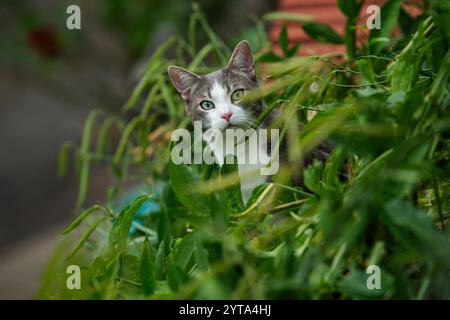 Junge Tabbykatze im Grünen Stockfoto