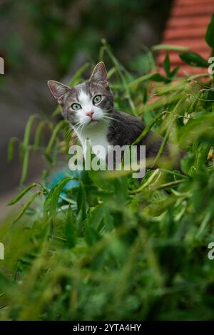 Junge Tabbykatze im Garten Stockfoto